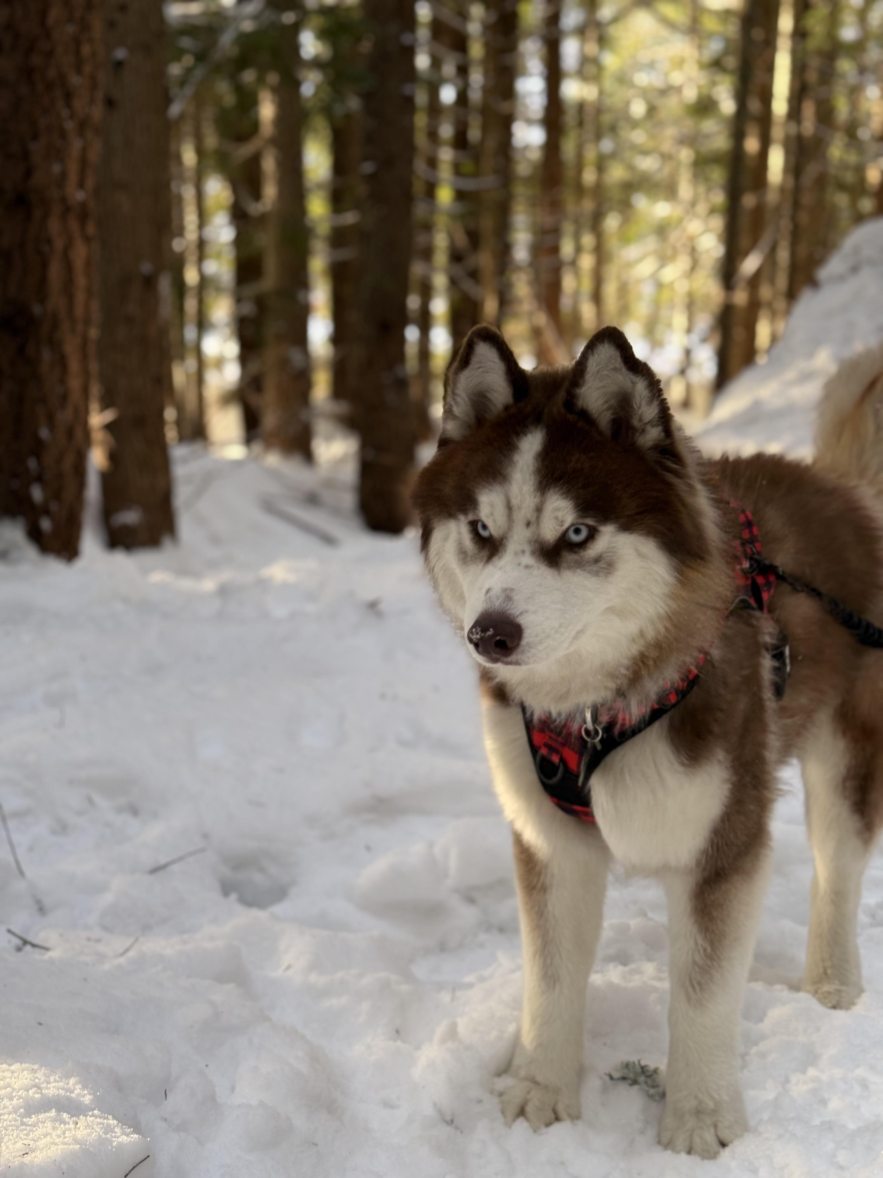 Enlarge Freddy, a ADOPTABLE Husky in Issaquah, WA image 5/6
