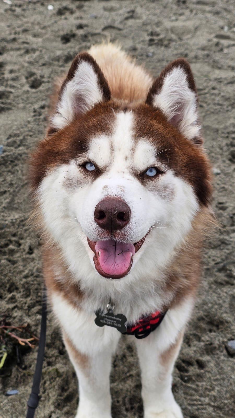 Freddy, ADOPTABLE, Young Male Siberian Husky.