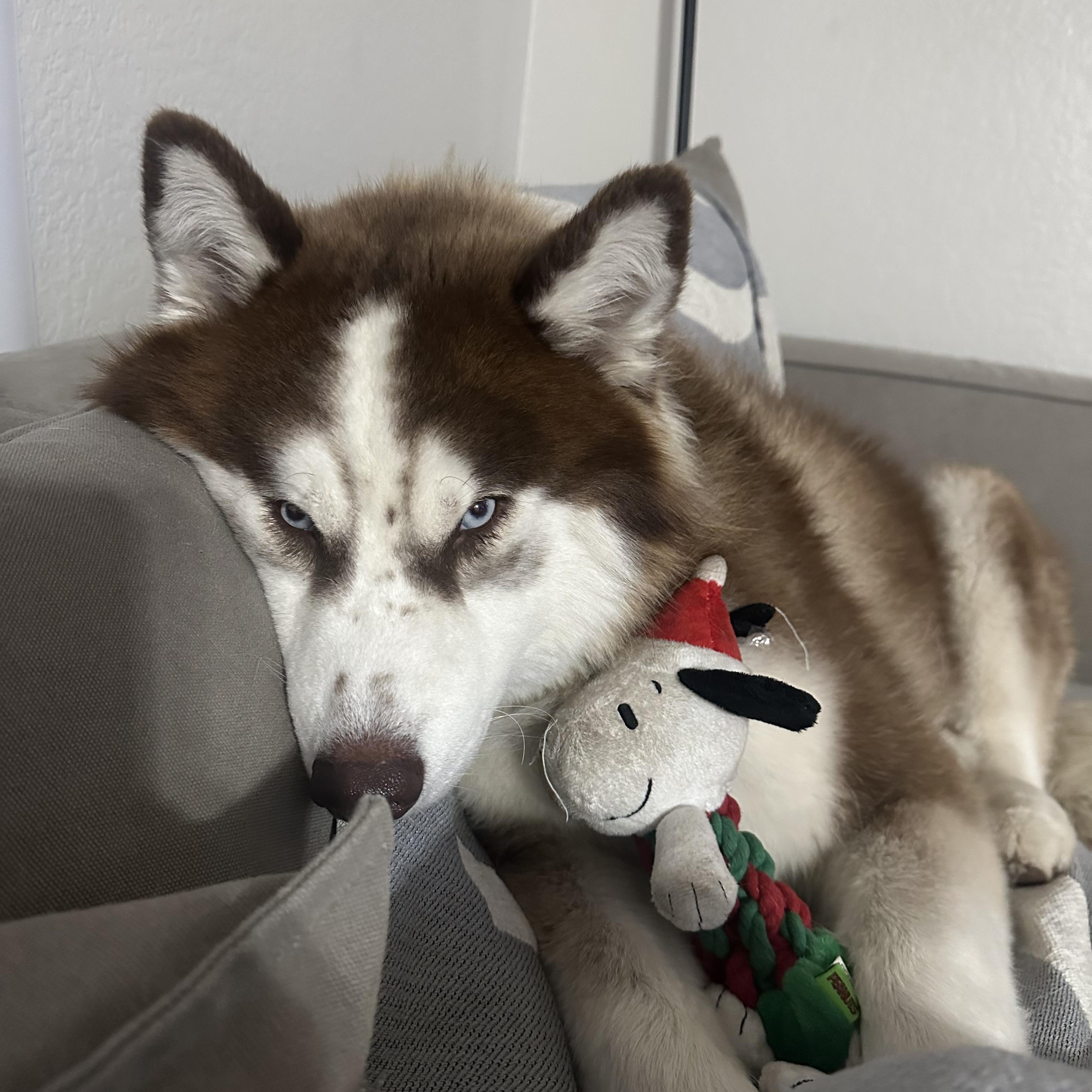 Enlarge Freddy, a ADOPTABLE Husky in Issaquah, WA image 6/6