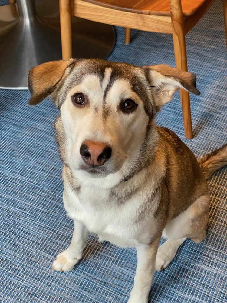 Enlarge Kippa, a Adoptable mixed breed in Brewster , NY image 2/7