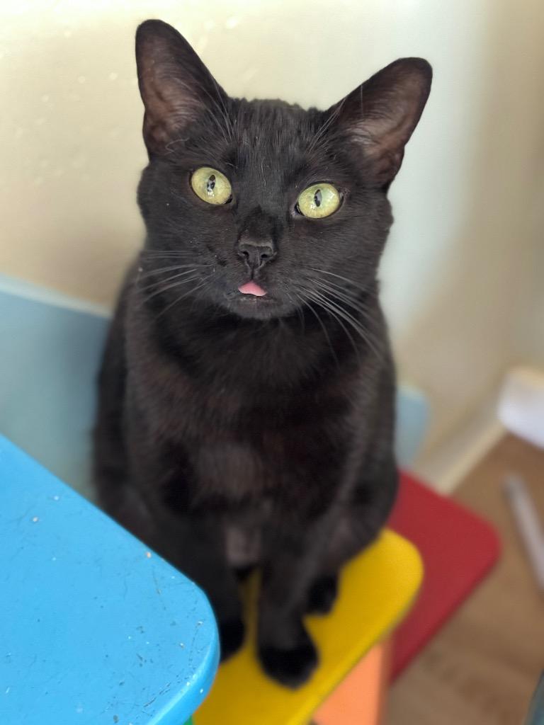 Luna, Adopted, Young Female Domestic Short Hair.