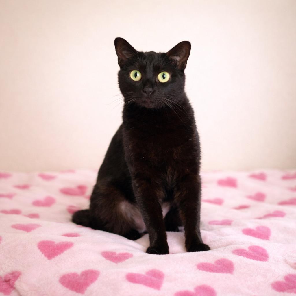 Luna, a Adopted mixed breed in Cambria, CA image 6/6