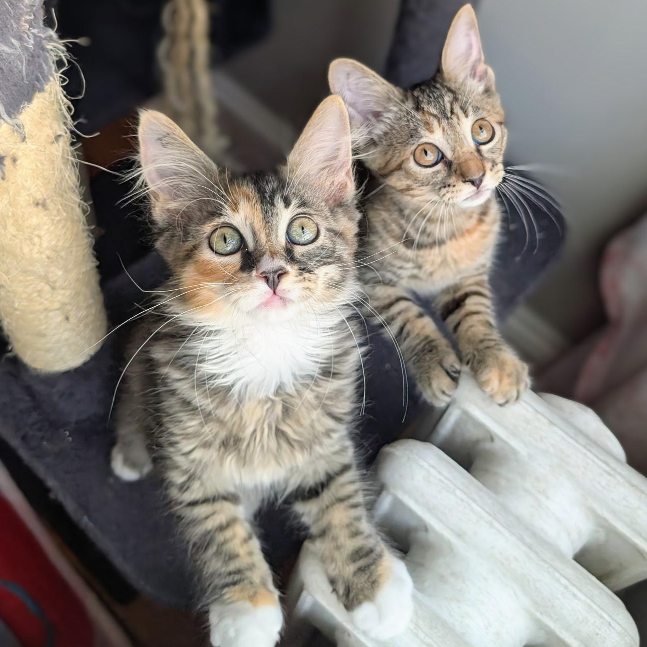 Enlarge Jasmine & Primrose, a Adoptable mixed breed in Hyattsville, MD image 4/6