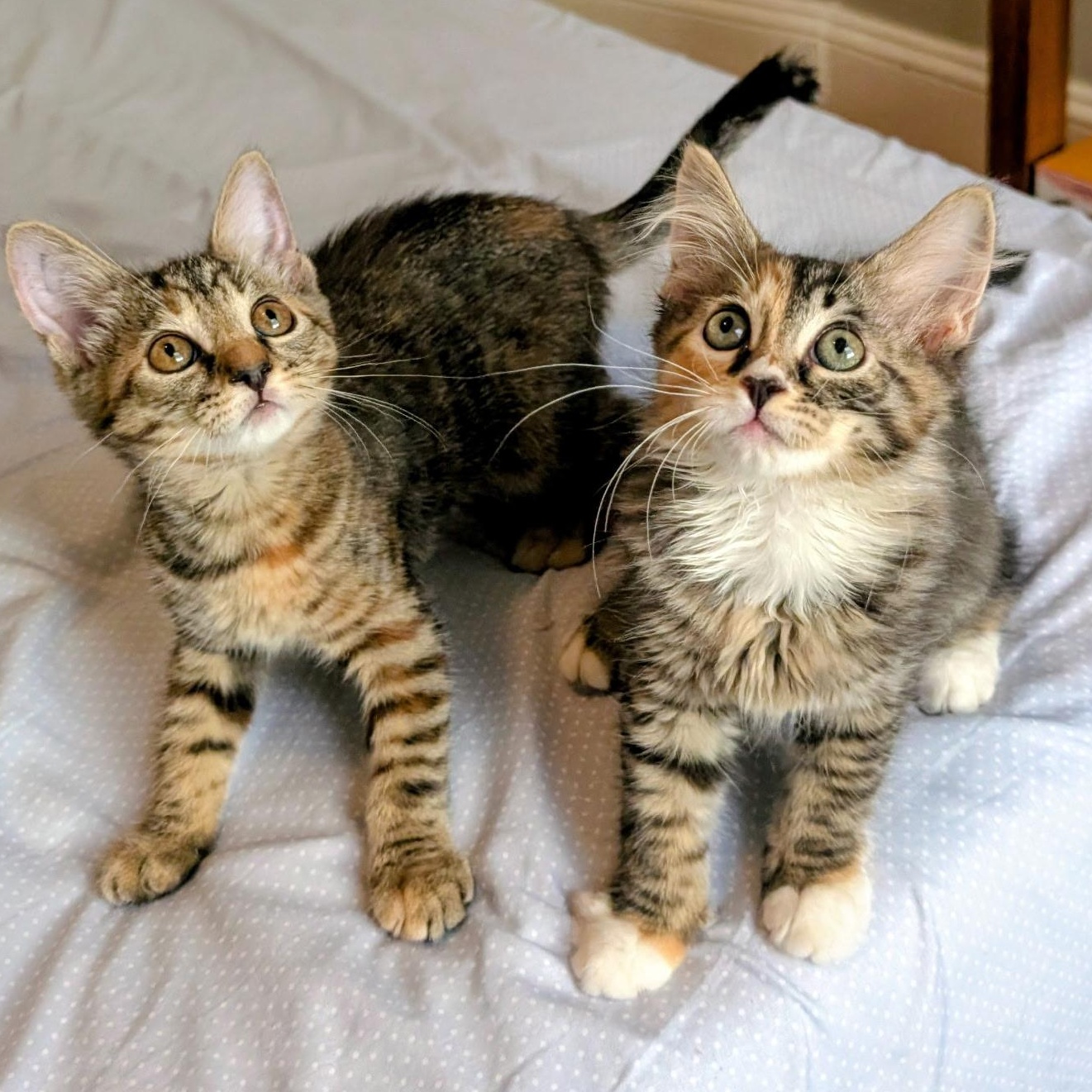 Enlarge Jasmine & Primrose, a Adoptable mixed breed in Hyattsville, MD image 3/6