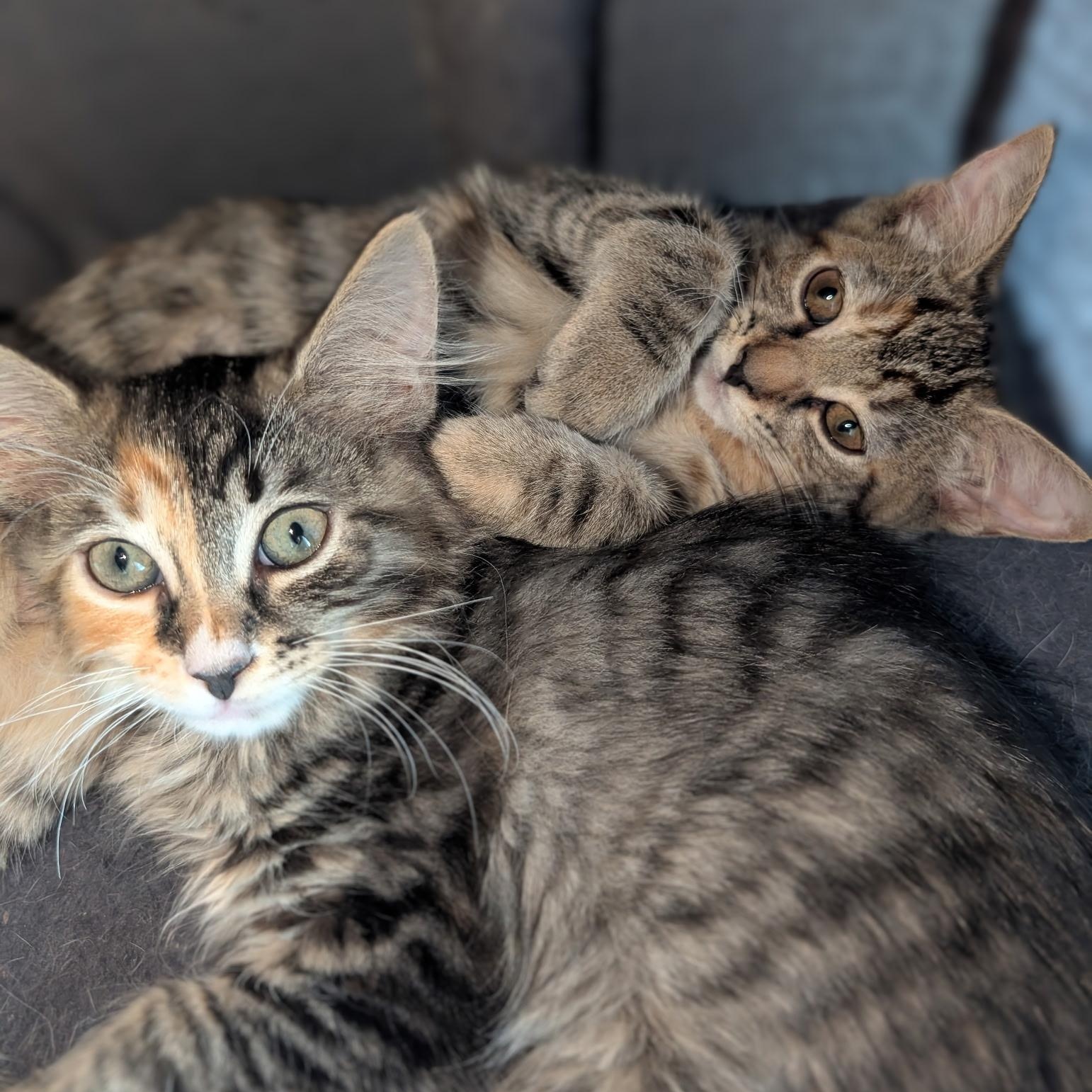 Enlarge Jasmine & Primrose, a Adoptable mixed breed in Hyattsville, MD image 1/6
