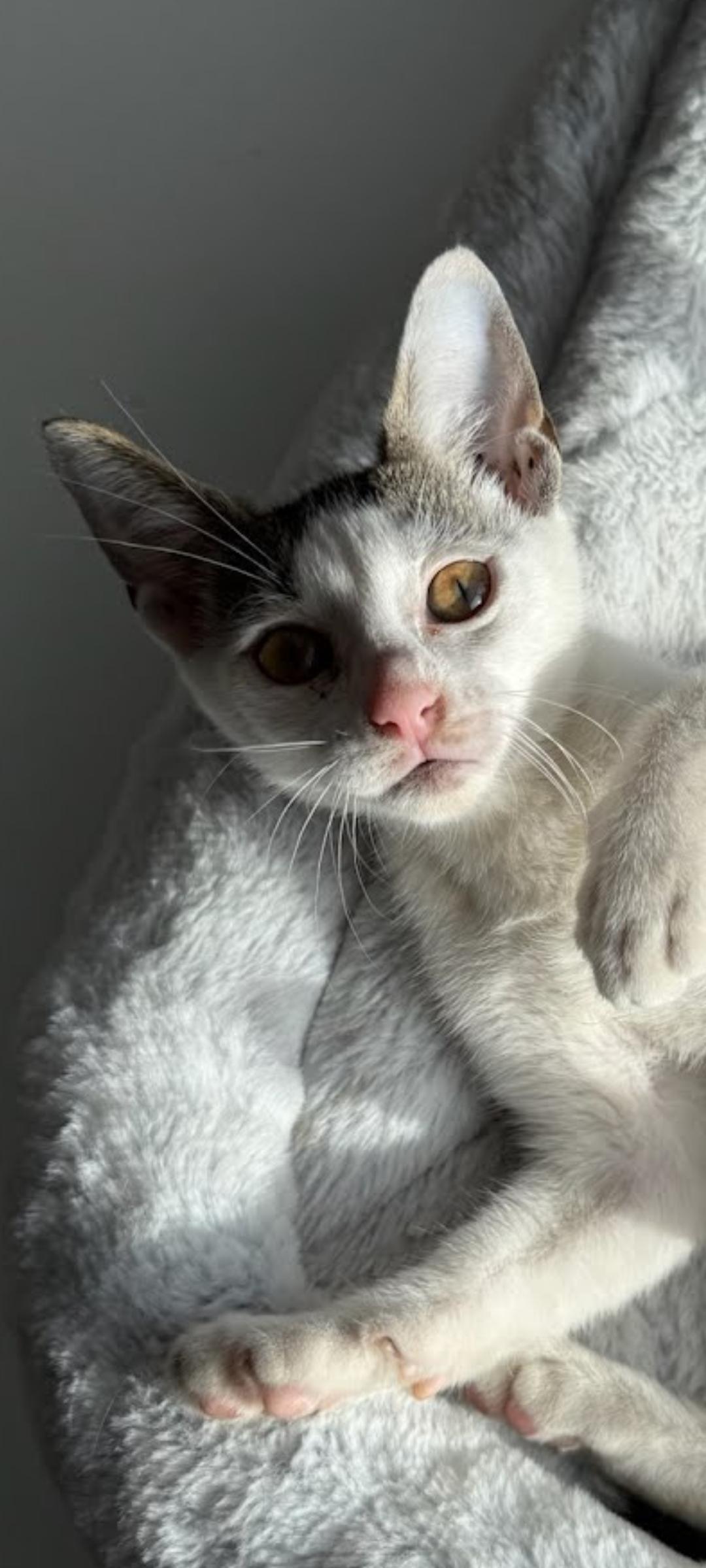 Squishy & Eyeliner Domestic Short Hair Cat