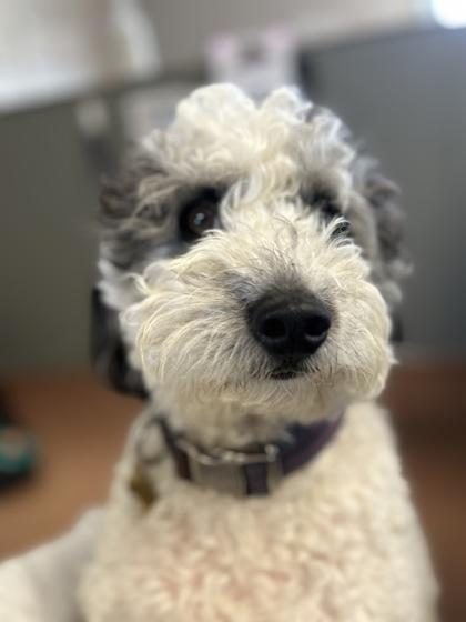 Enlarge Max, an adopted Bernedoodle in Rapid City, SD image 2/4