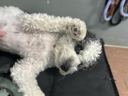 Enlarge Max, an adopted Bernedoodle in Rapid City, SD image 3/4