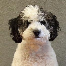 Max, adopted, Adult Male Bernedoodle.