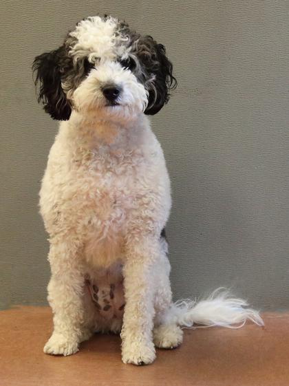 Enlarge Max, an adopted Bernedoodle in Rapid City, SD image 4/4