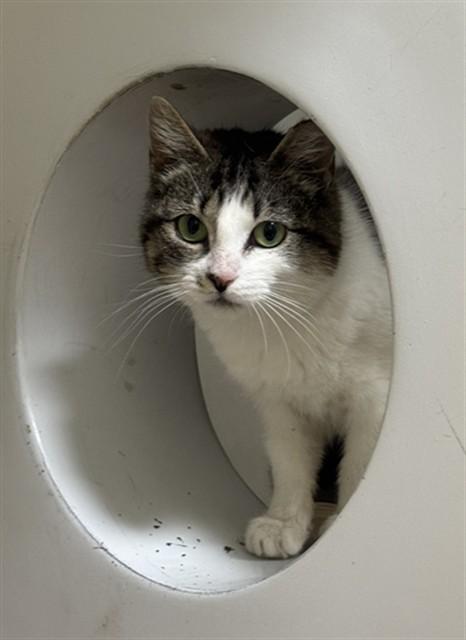 Enlarge SUNSHINE, a Adoptable Domestic Short Hair in Boston, MA image 1/1