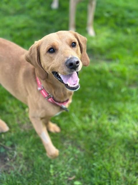 Herman, Adoptable, Young Male Labrador Retriever.