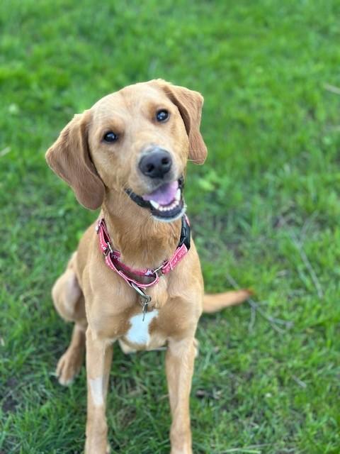 Enlarge Herman, a Adoptable Labrador Retriever in Indianapolis, IN image 2/4