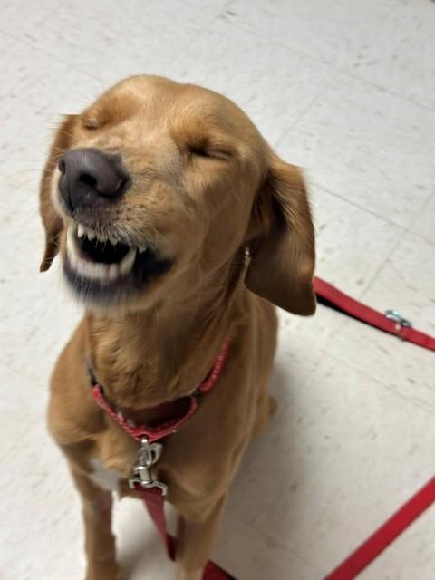 Enlarge Herman, a Adoptable Labrador Retriever in Indianapolis, IN image 4/4