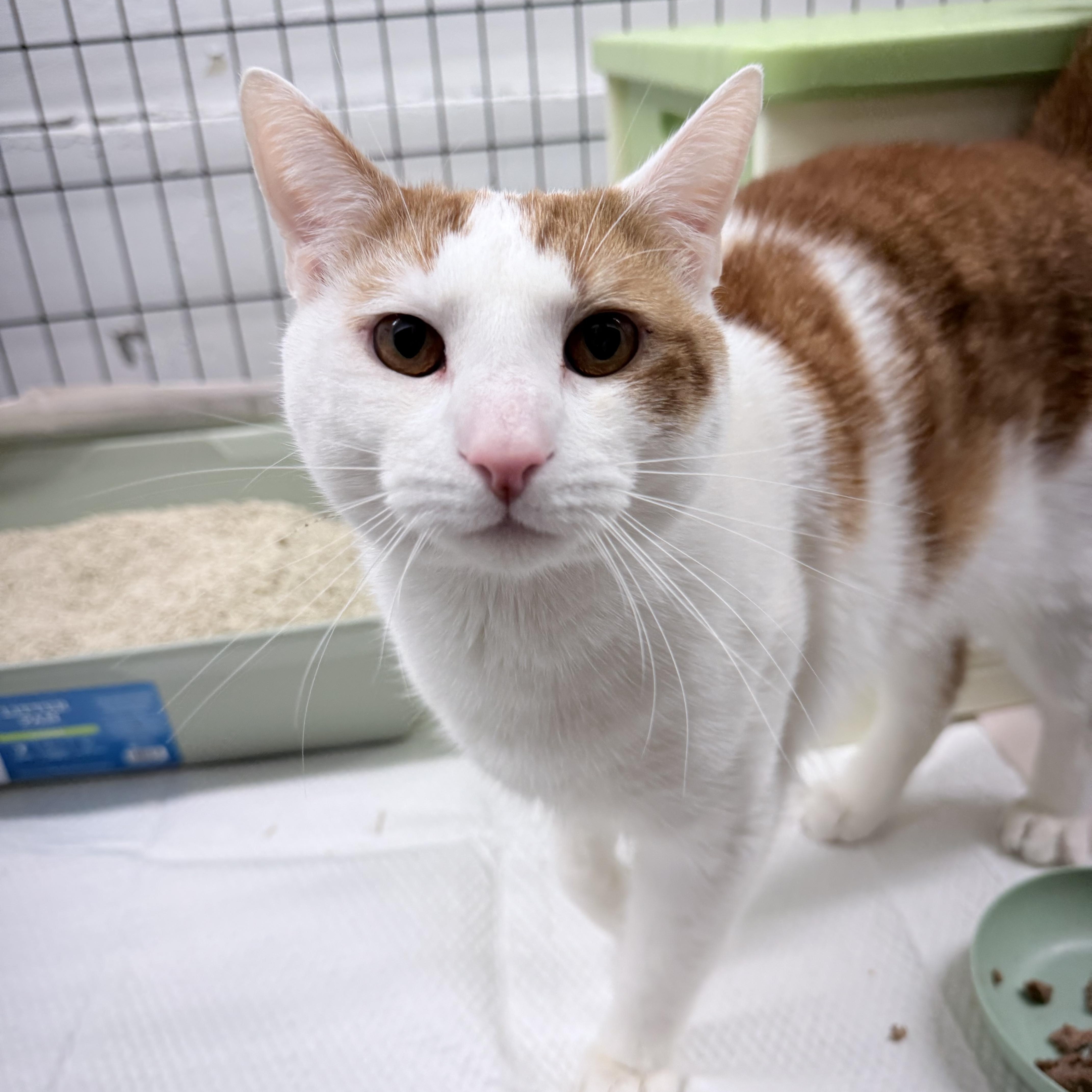 Enlarge Joshua , an adopted American Shorthair in Philadelphia, PA image 6/6