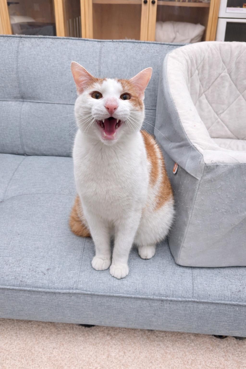 Enlarge Joshua , an adopted American Shorthair in Philadelphia, PA image 4/6