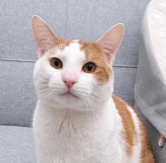 Enlarge Joshua , an adopted American Shorthair in Philadelphia, PA image 1/6