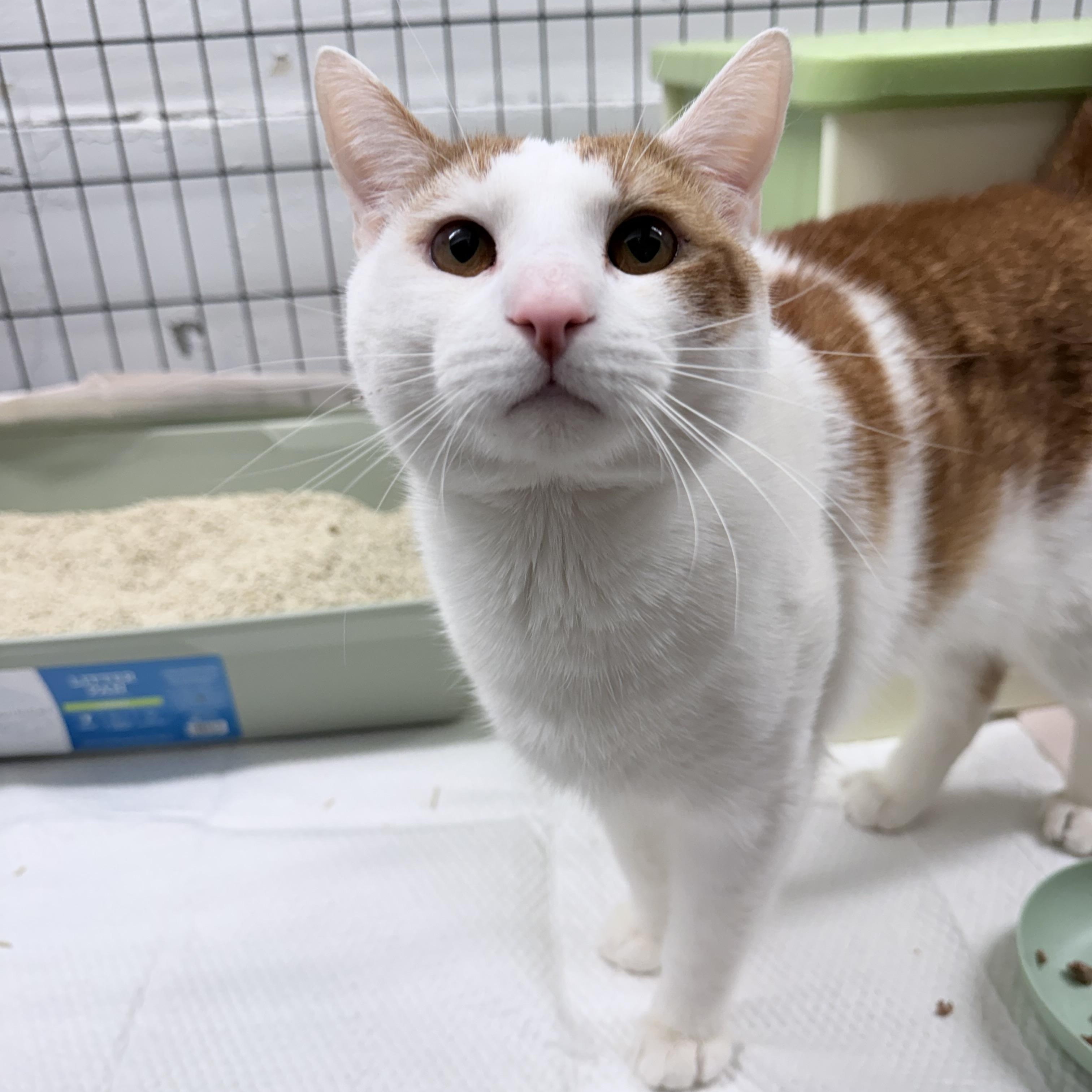 Enlarge Joshua , an adopted American Shorthair in Philadelphia, PA image 2/6