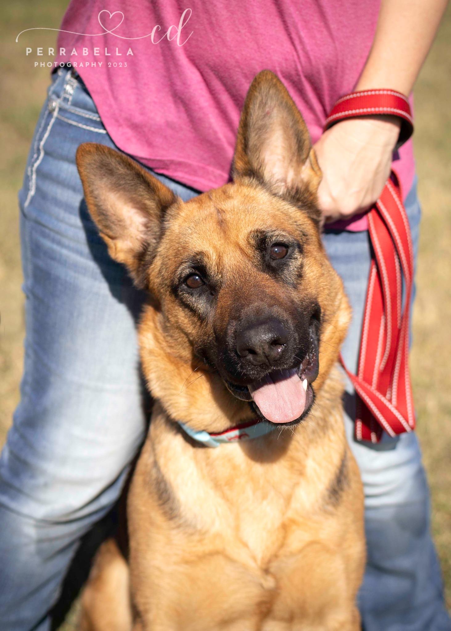 Enlarge Swizzle, a Adoptable German Shepherd Dog in West Richland, WA image 1/5