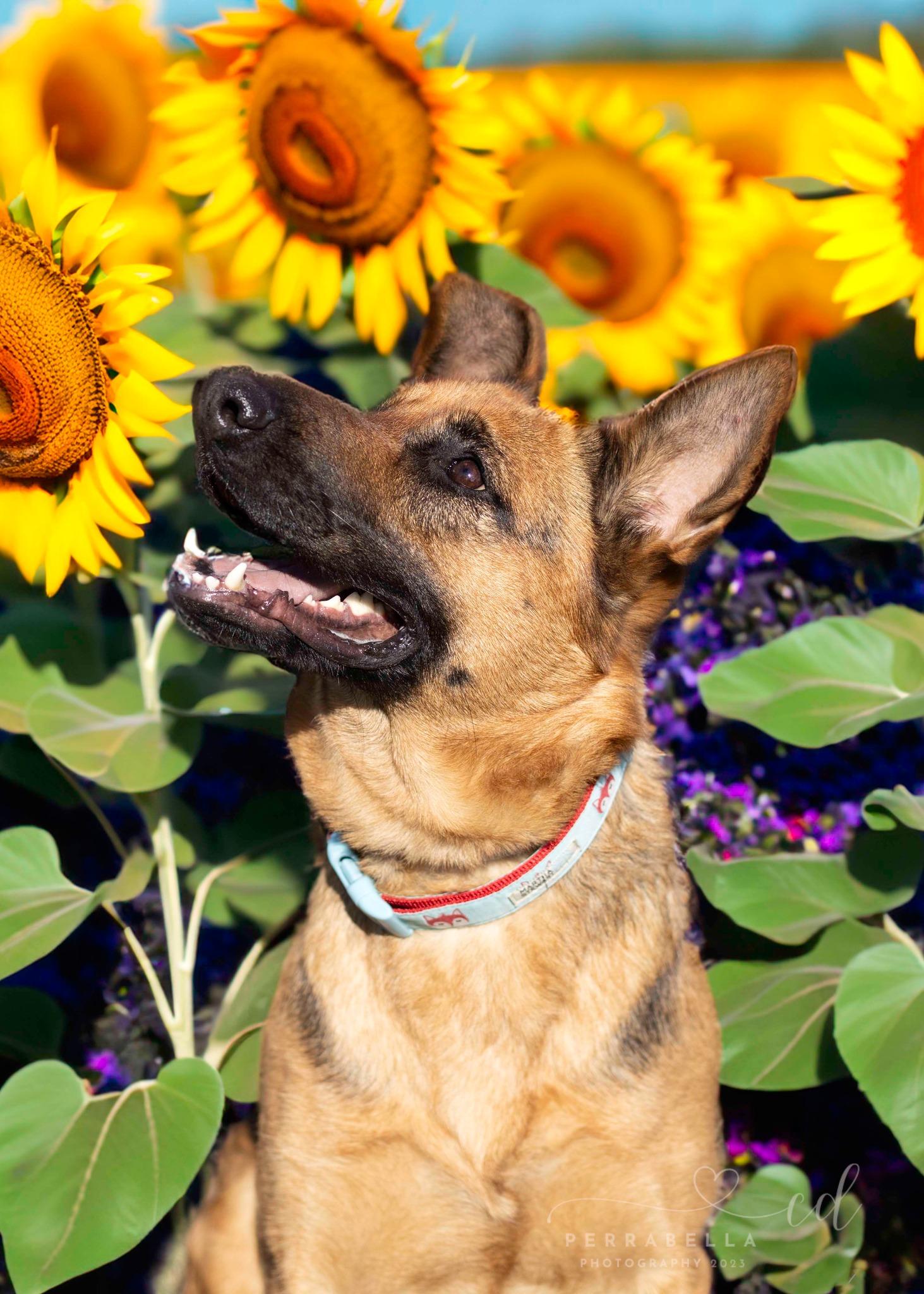 Enlarge Swizzle, a Adoptable German Shepherd Dog in West Richland, WA image 5/5