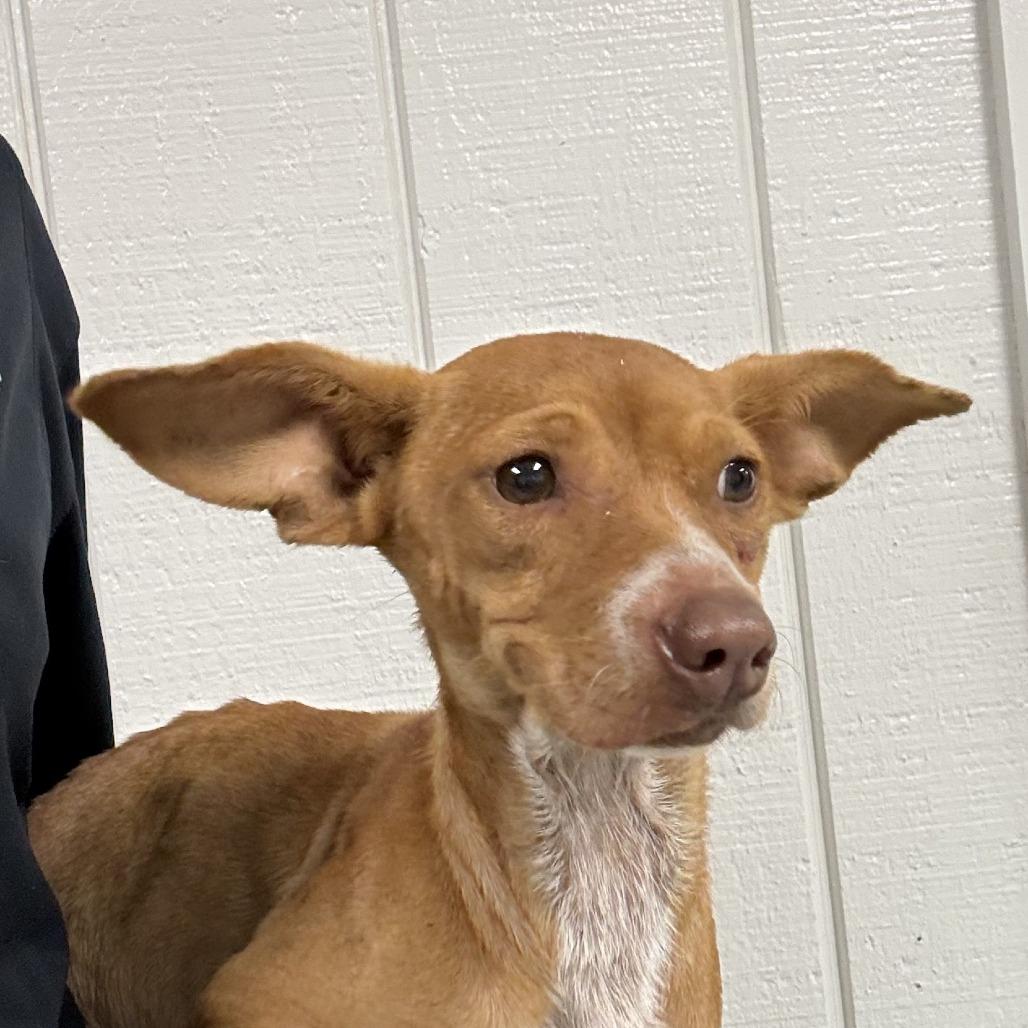 Enlarge Tilly, a Adoptable Chihuahua in Bronson, FL image 1/1