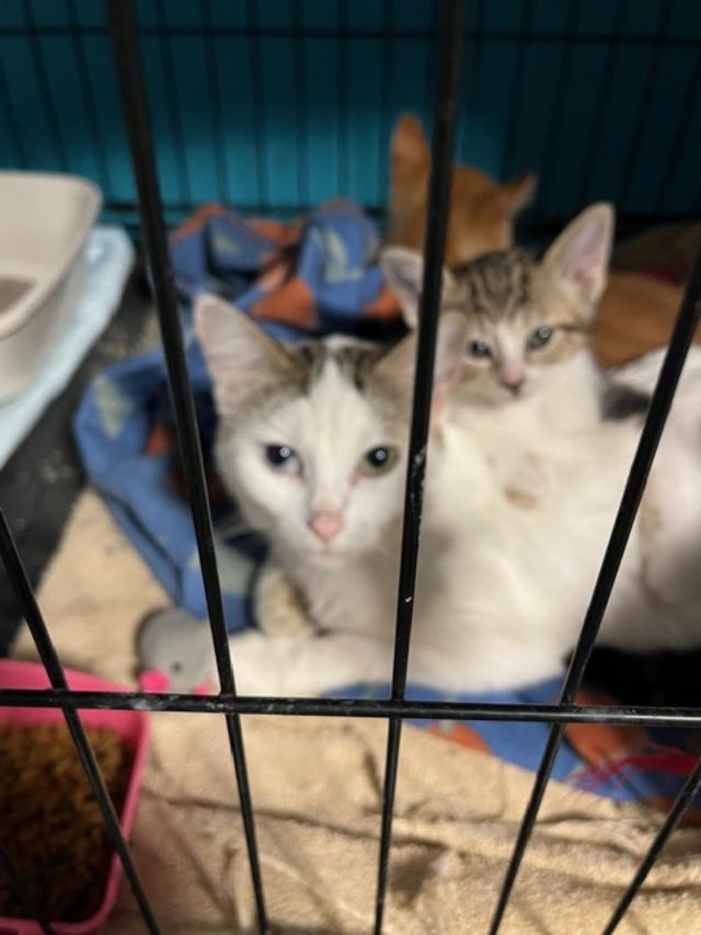 Marbles, a ADOPTABLE Domestic Short Hair in Johnsburg, IL image 2/4
