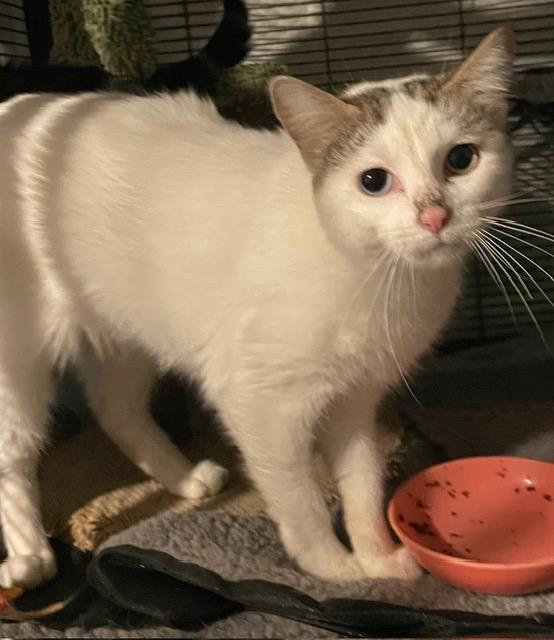 Marbles, ADOPTABLE, Adult Female Domestic Short Hair.