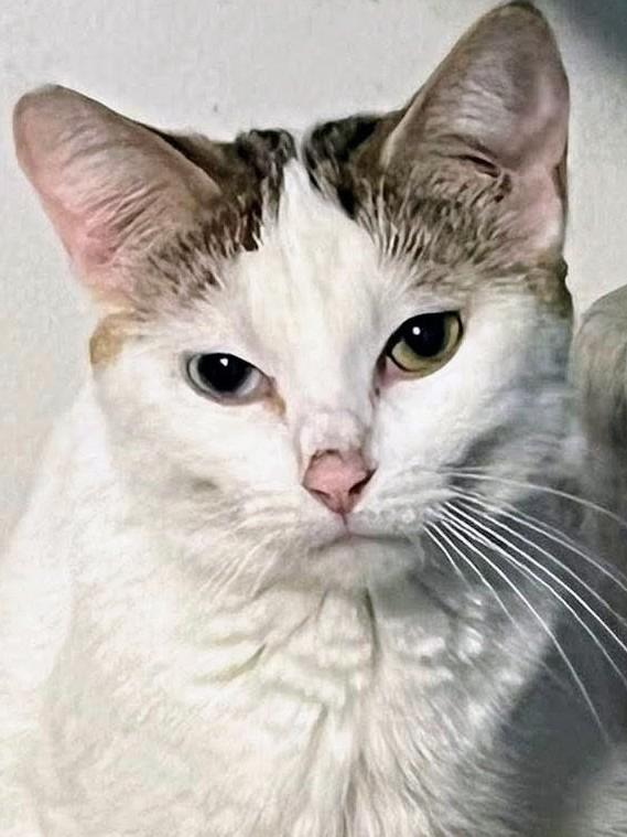 Marbles, a ADOPTABLE Domestic Short Hair in Johnsburg, IL image 2/4