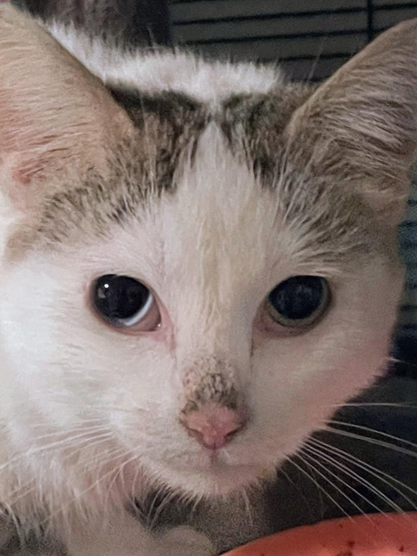 Marbles, a ADOPTABLE Domestic Short Hair in Johnsburg, IL image 1/4