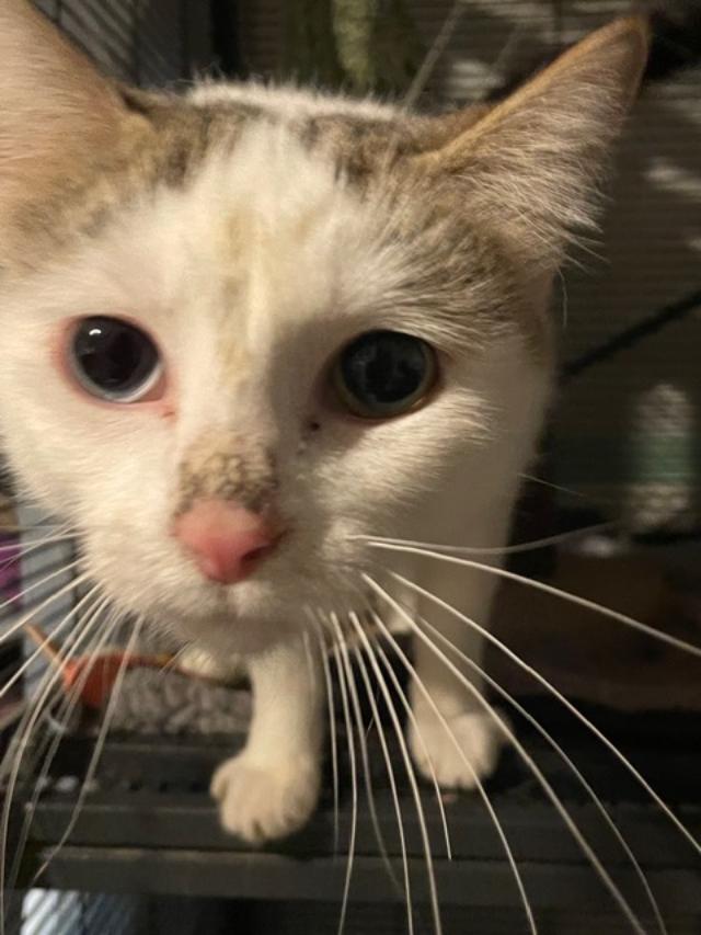 Marbles, a ADOPTABLE Domestic Short Hair in Johnsburg, IL image 3/4