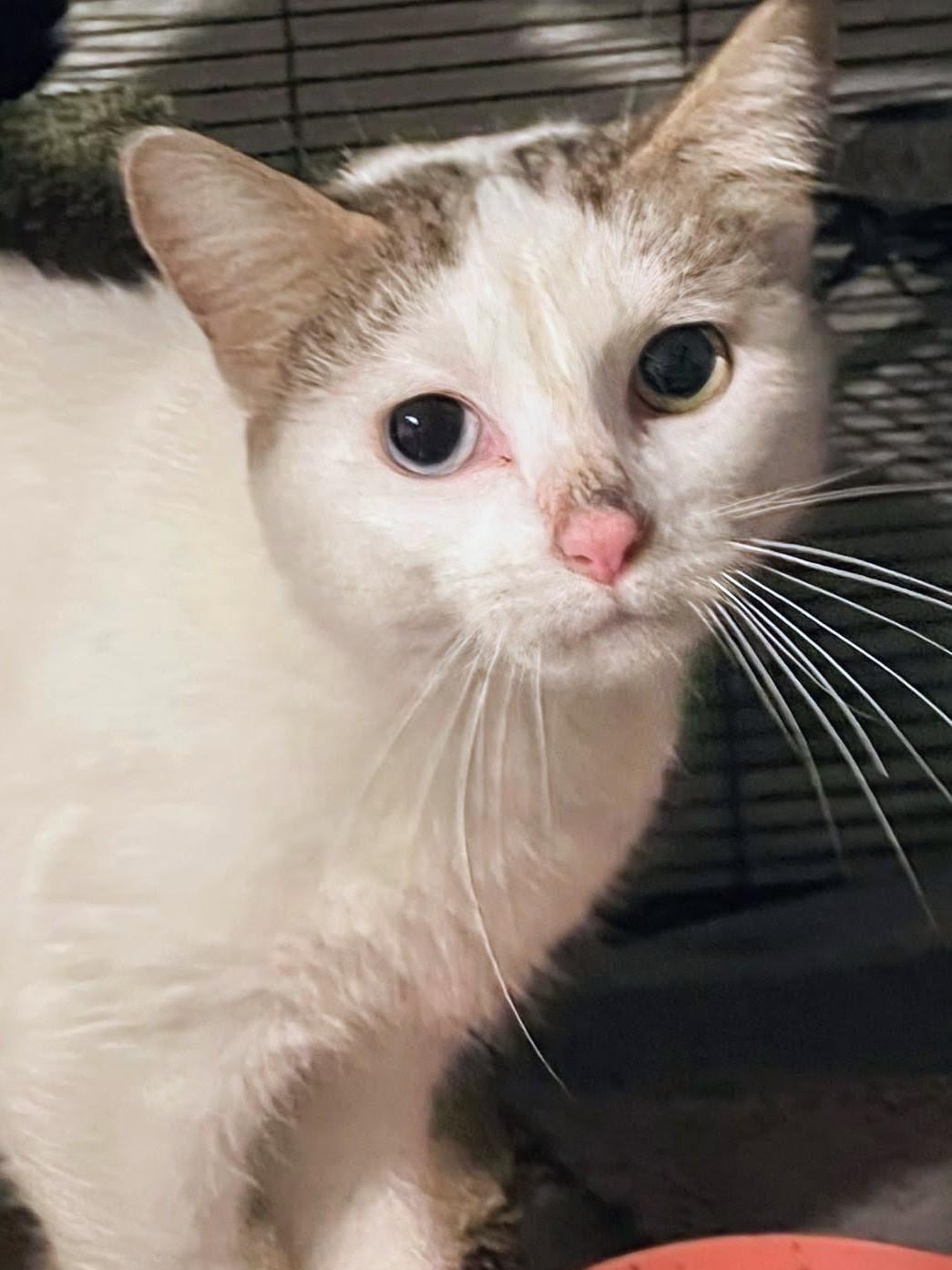 Marbles, a ADOPTABLE Domestic Short Hair in Johnsburg, IL image 3/4