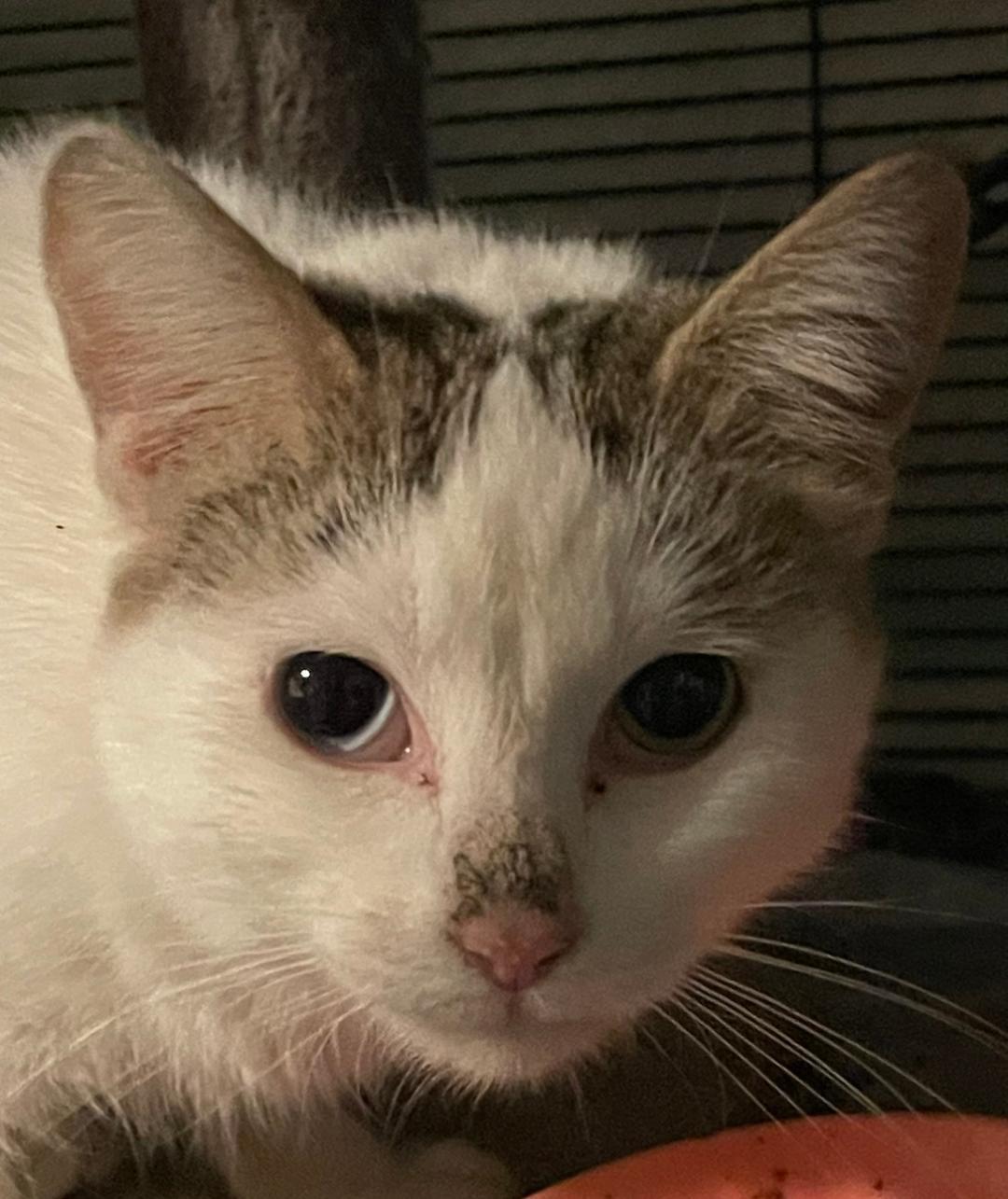 Marbles, a ADOPTABLE Domestic Short Hair in Johnsburg, IL image 4/4