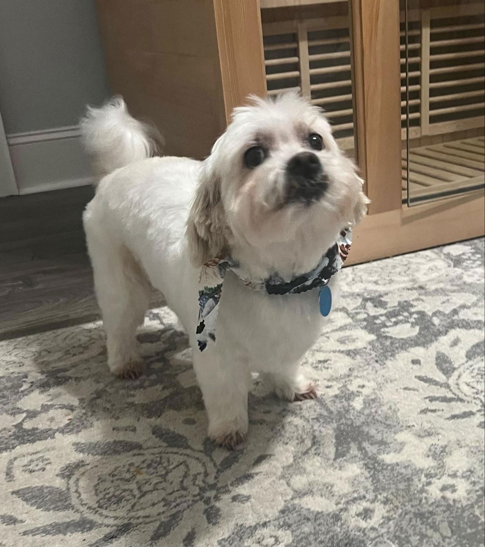 Clyde, Adoptable, Senior Male Maltese.