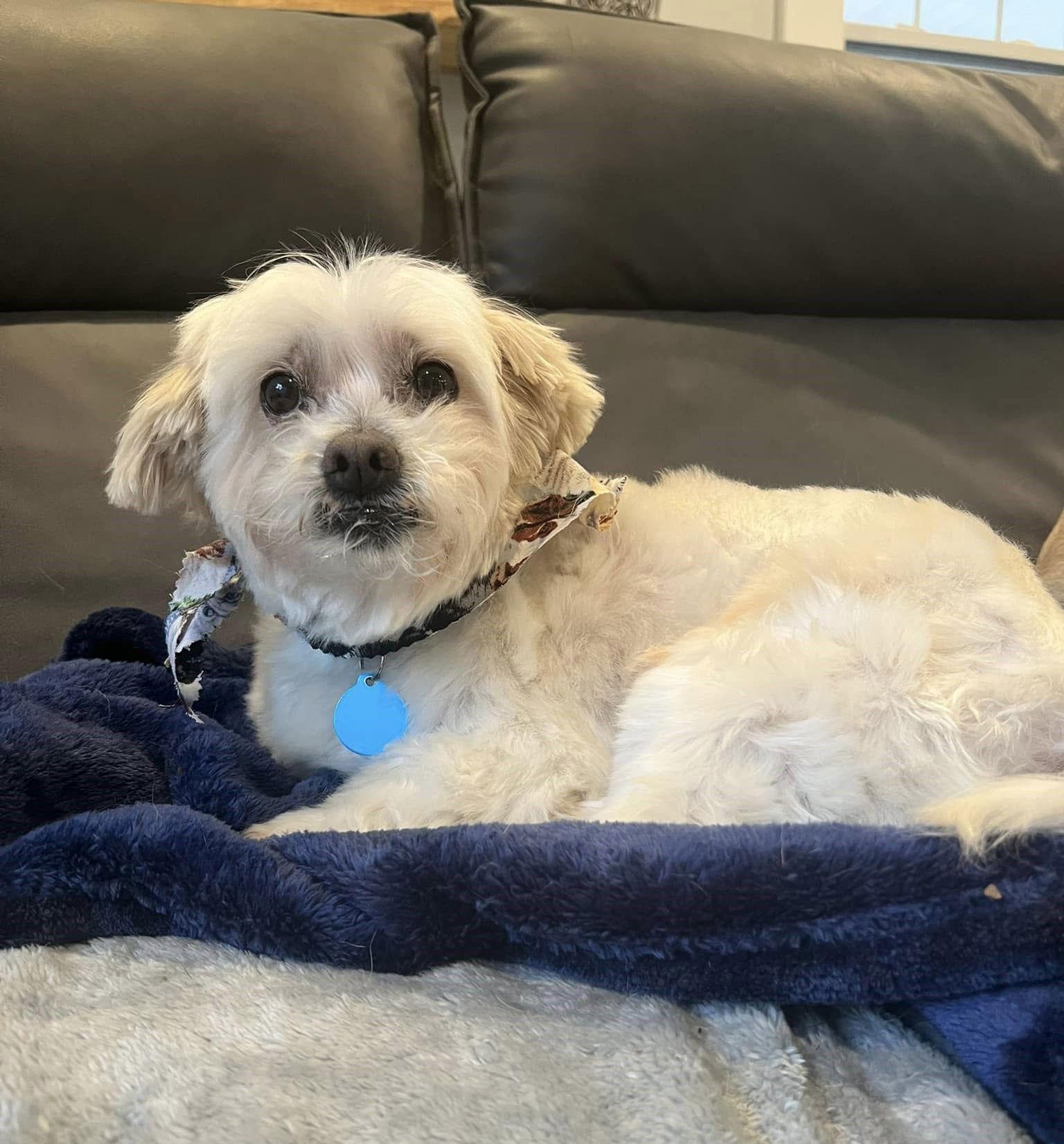 Clyde, a Adoptable Maltese in Arlington, VA image 2/3