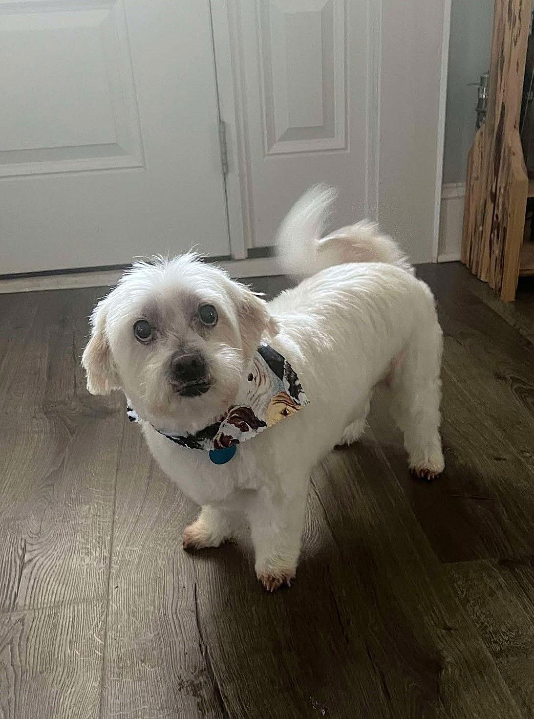 Clyde, a Adoptable Maltese in Arlington, VA image 3/3