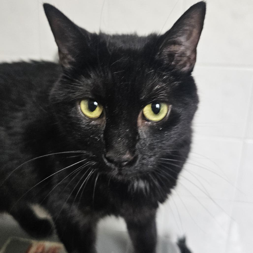 Happy Kitty, Adoptable, Senior Female Domestic Short Hair.