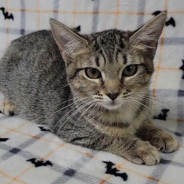 Animal Cracker, an adoptable Domestic Short Hair in Valdosta, GA image 2/2