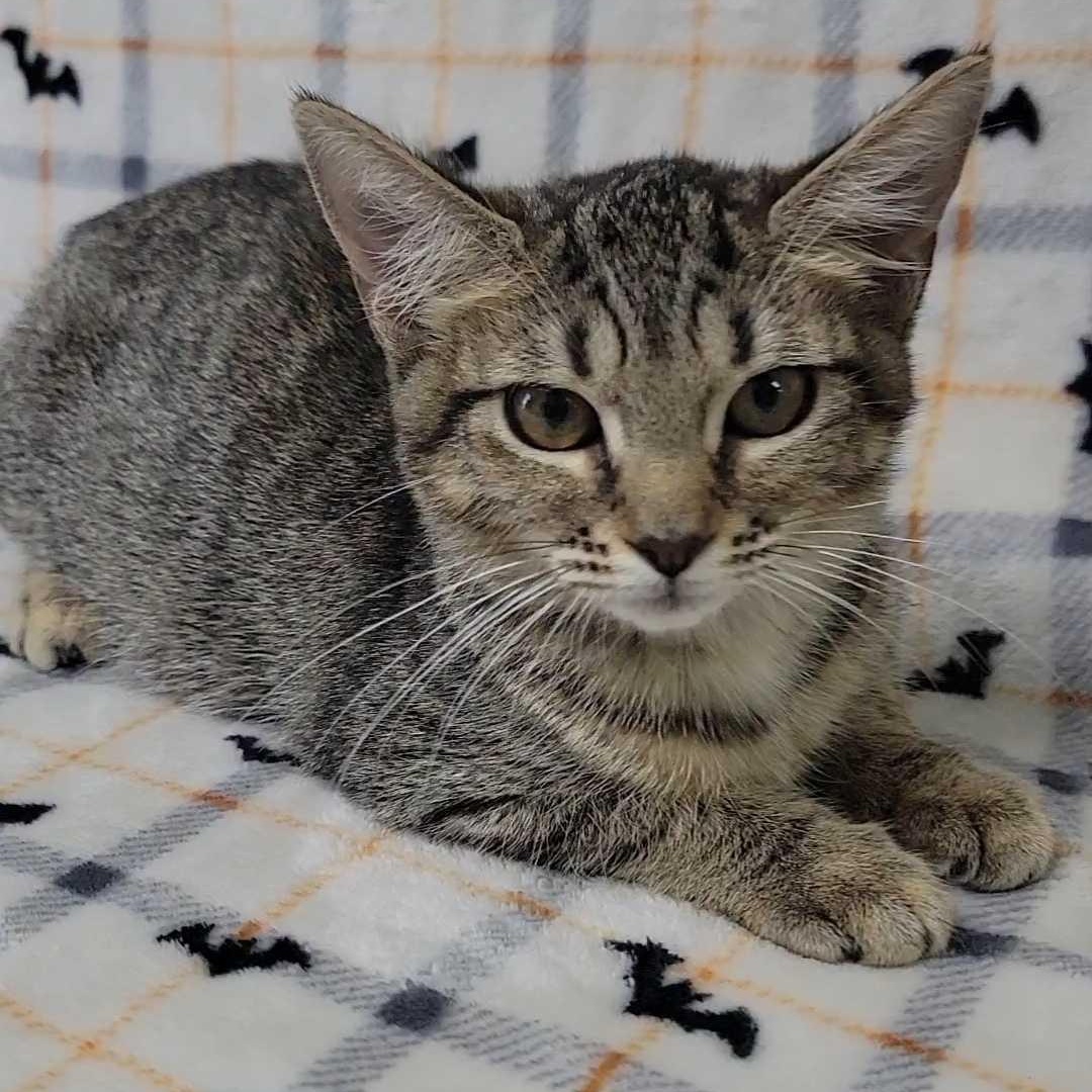Animal Cracker, adoptable, Kitten Female Domestic Short Hair.