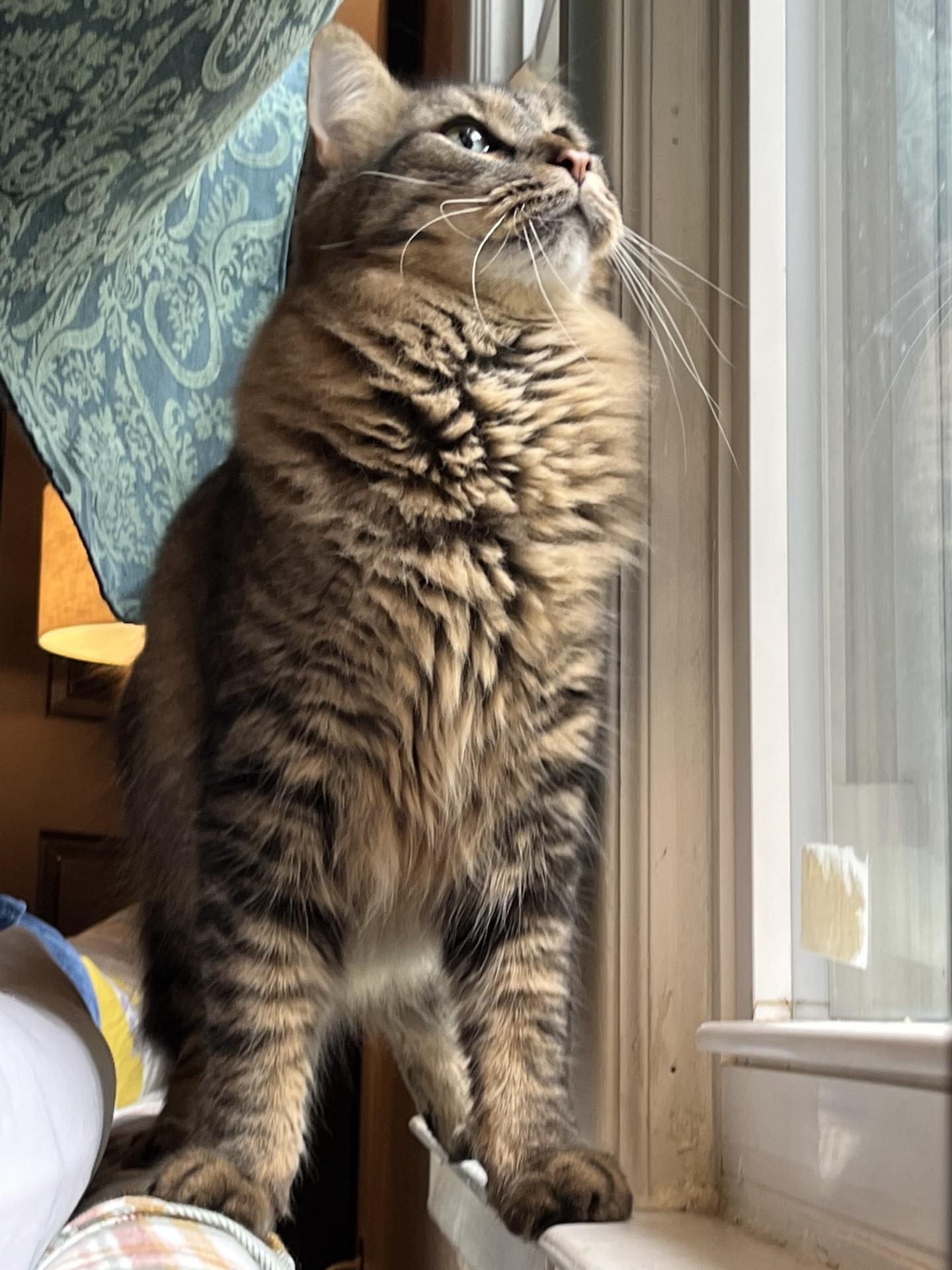 Enlarge Poot James, a ADOPTABLE Domestic Long Hair in Warren, MI image 1/3