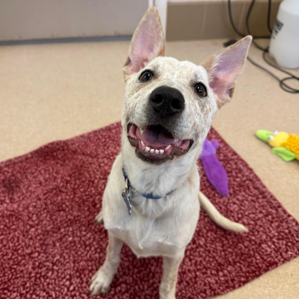 Sequin — thumbnail 2