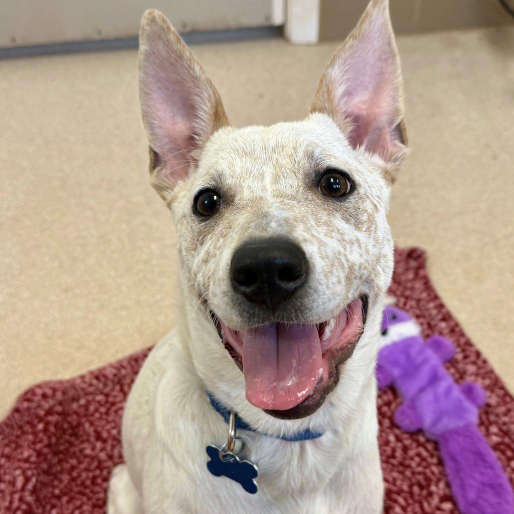 Sequin — thumbnail 3