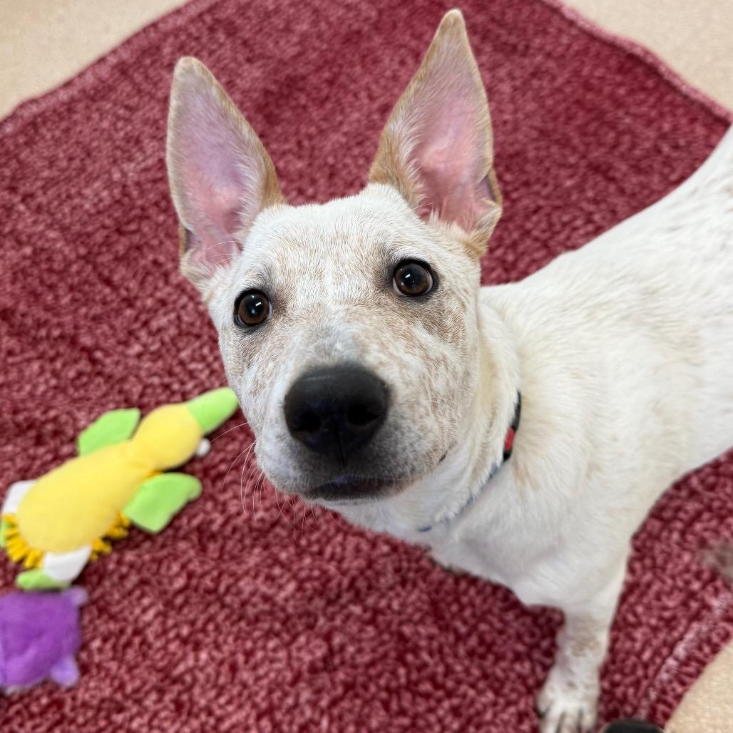 Sequin — thumbnail 4