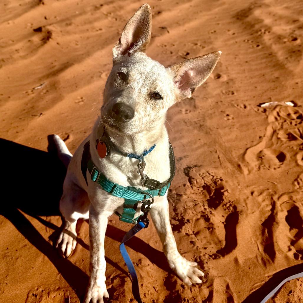 Sequin — thumbnail 5