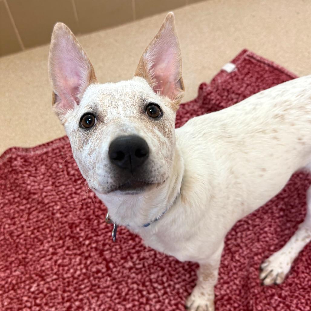 Sequin — thumbnail 6