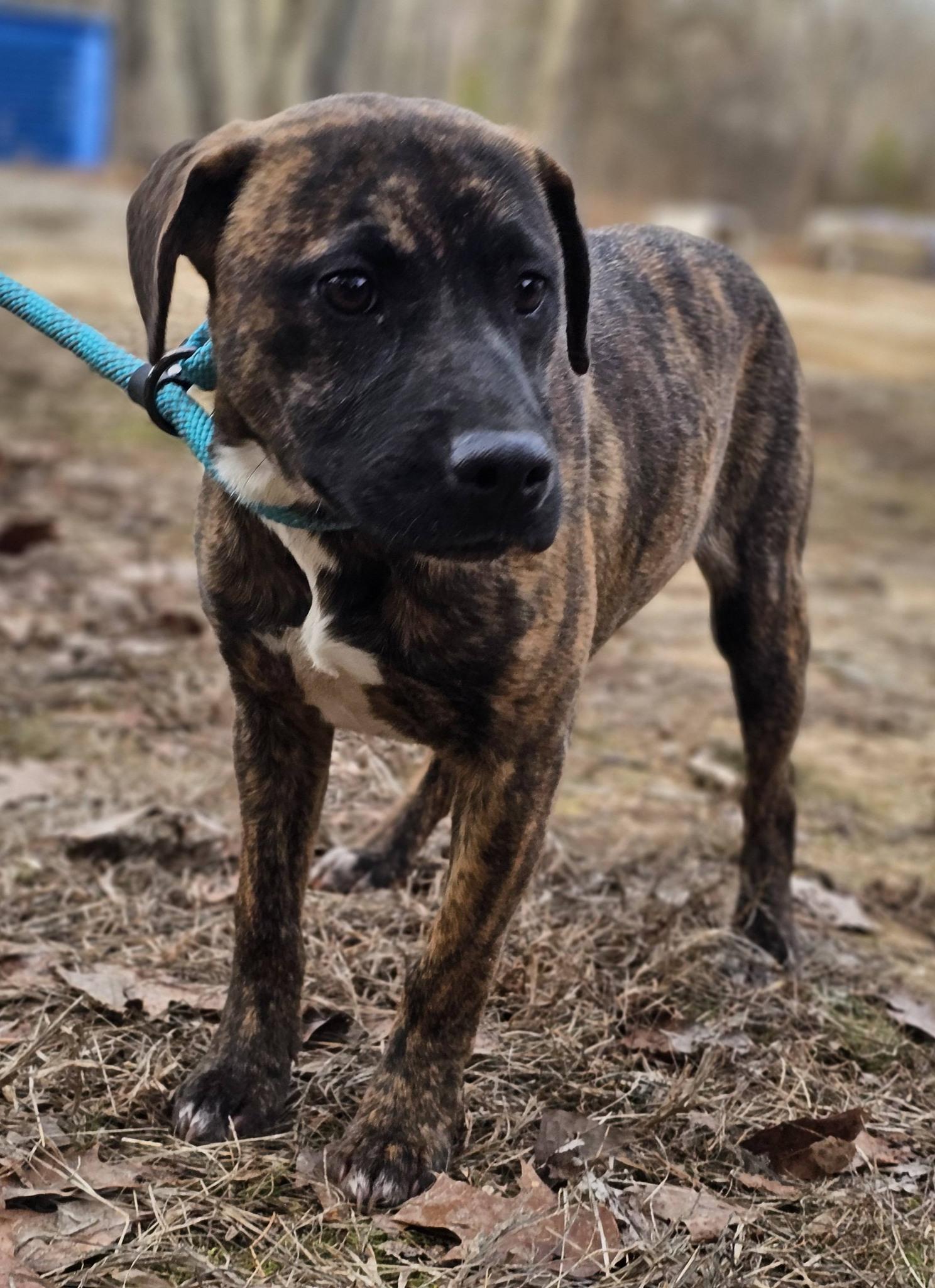 Enlarge Londyn, an adopted Mountain Cur in Fort Payne, AL image 4/6