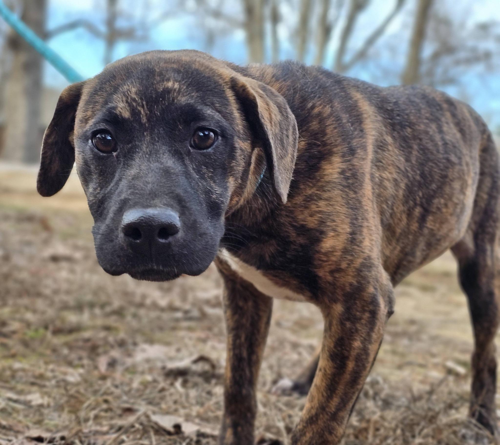 Enlarge Londyn, an adopted Mountain Cur in Fort Payne, AL image 2/6