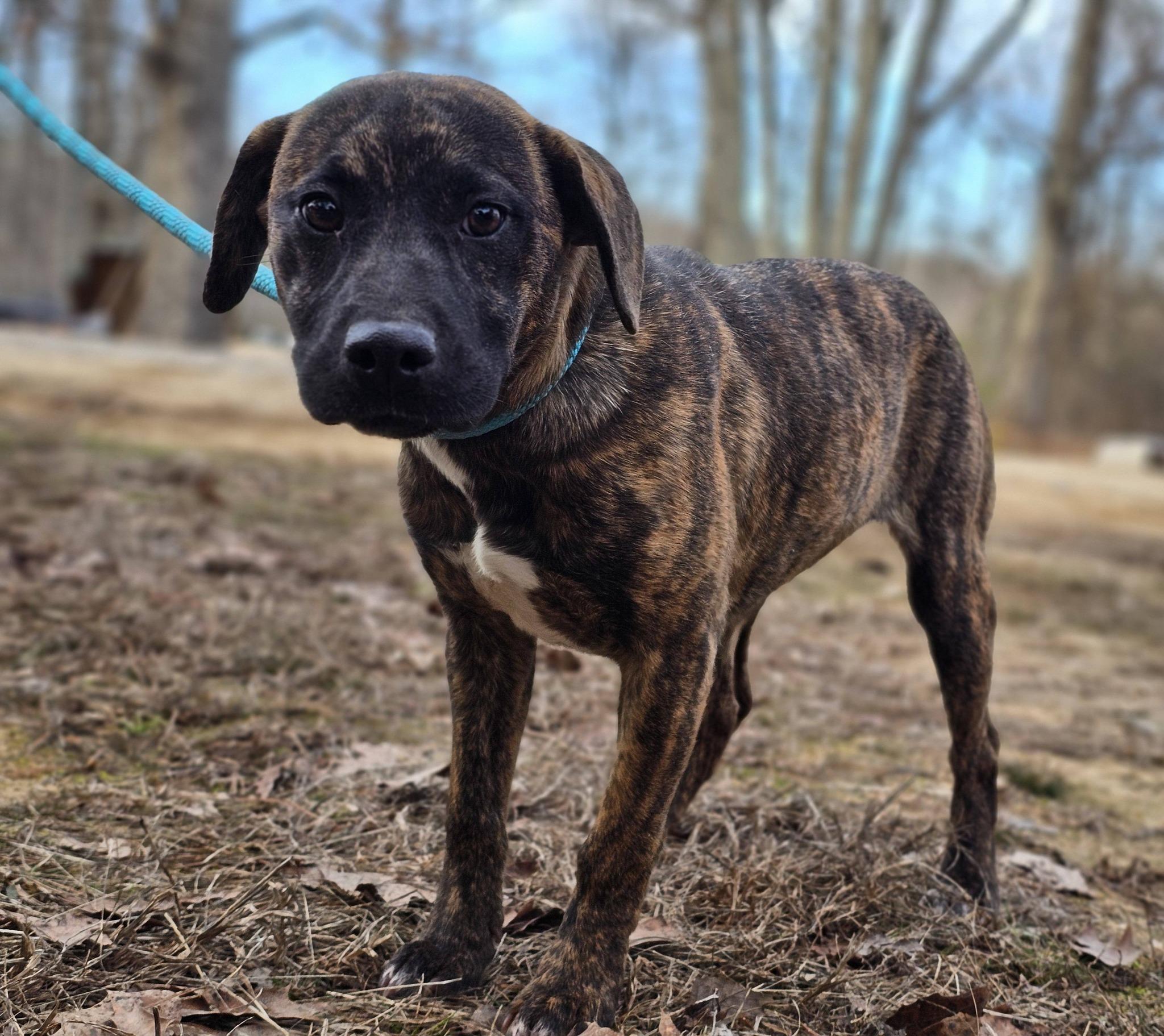 Enlarge Londyn, an adopted Mountain Cur in Fort Payne, AL image 3/6