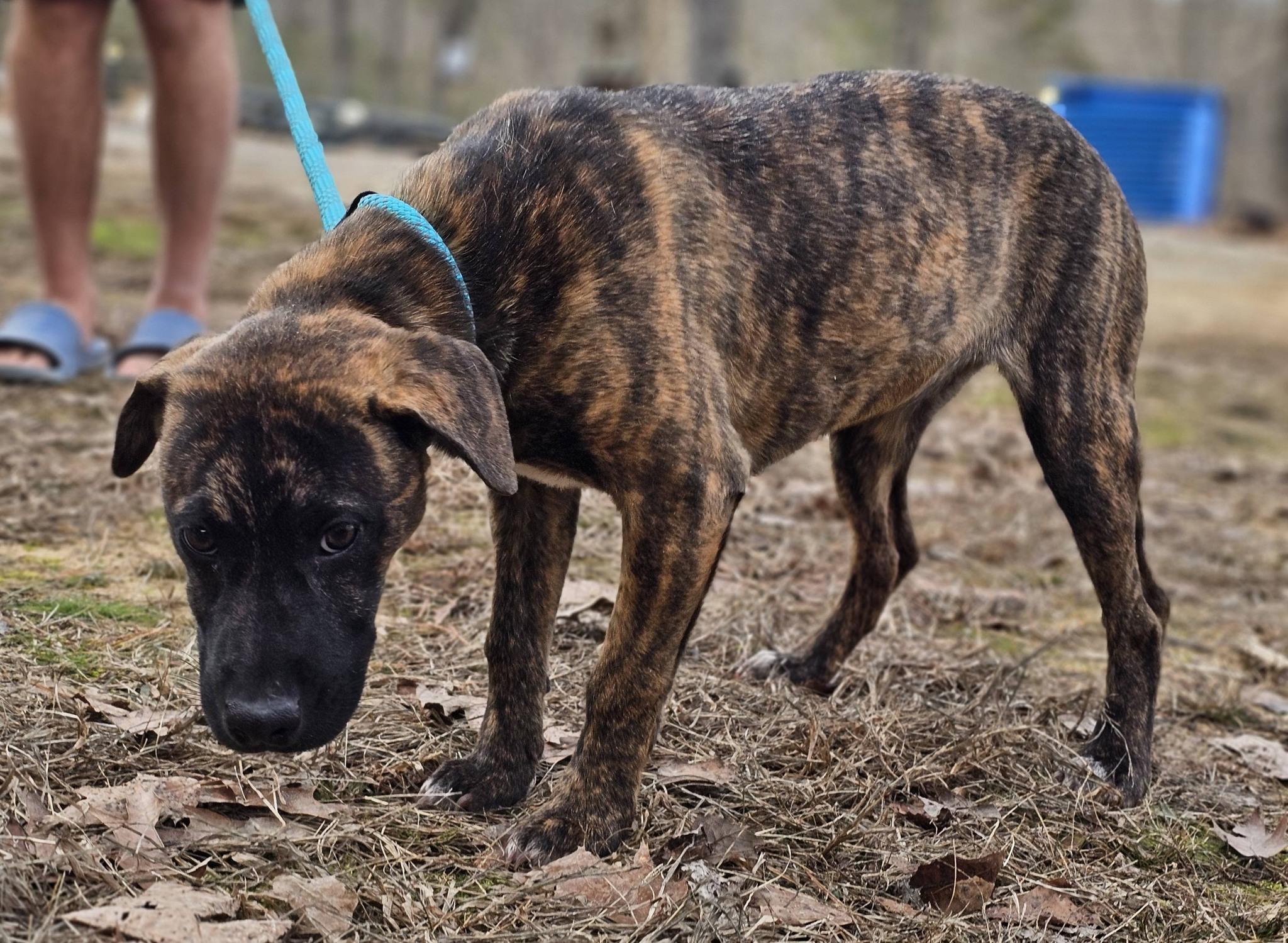 Enlarge Londyn, an adopted Mountain Cur in Fort Payne, AL image 5/6