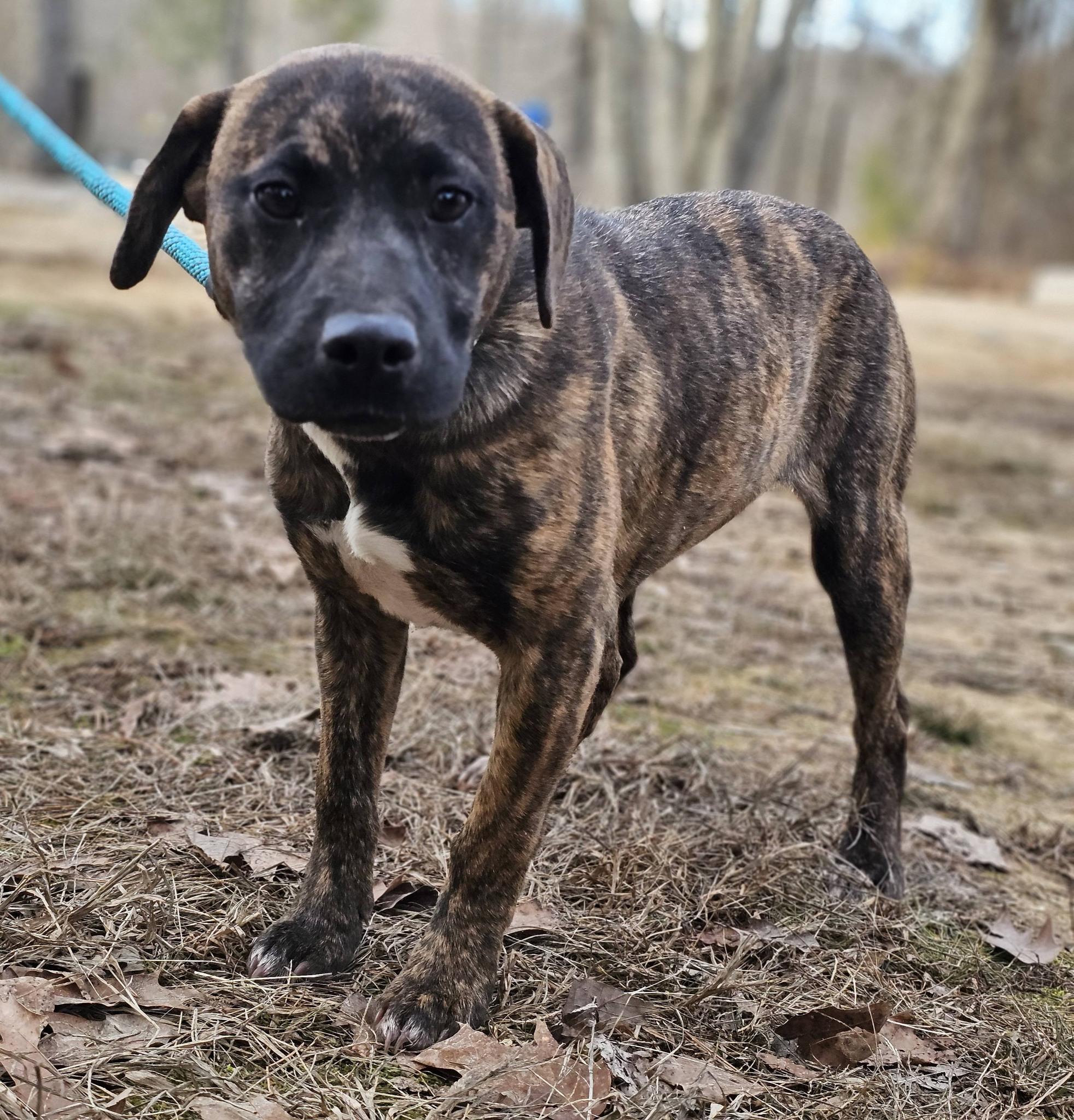 Enlarge Londyn, an adopted Mountain Cur in Fort Payne, AL image 1/6