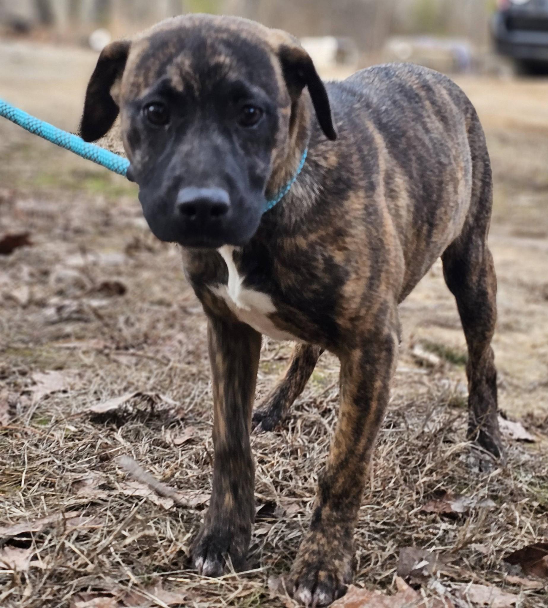 Enlarge Londyn, an adopted Mountain Cur in Fort Payne, AL image 6/6